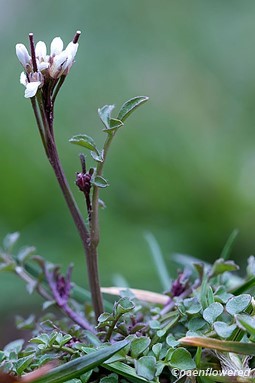 Flowers with leaves